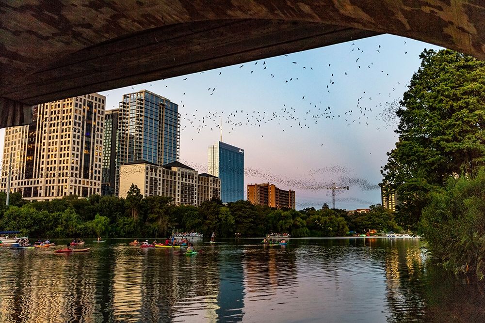 Mexican free tailed bats fly from the Congress Street Bridge at dusk in Austin-Texas-USA art print by Chuck Haney for $57.95 CAD